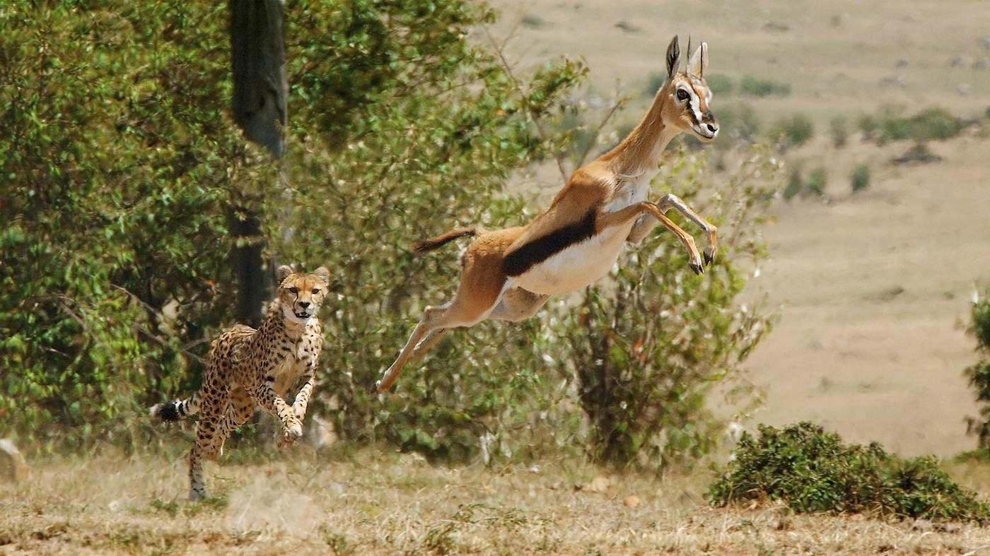 Evolution of hunting laws and wildlife conservation/management