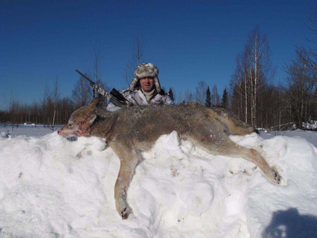Wolf hunting is a driven hunt with flags.