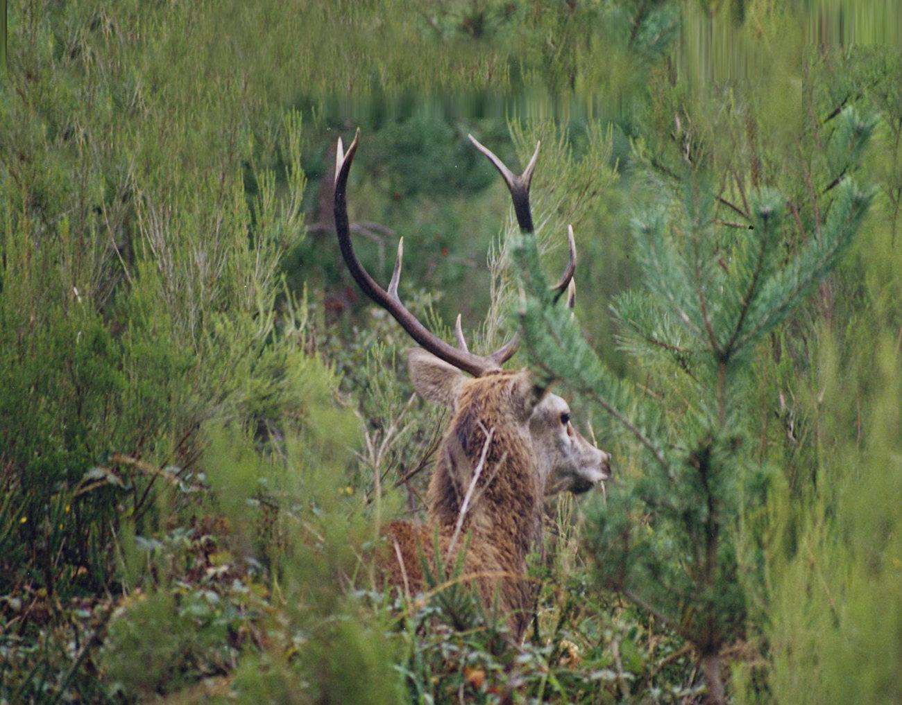 La chasse en MARNE: Gibier diversifié, traditions locales, associations cynégétiques, démographie des chasseurs et législation de la chasse
