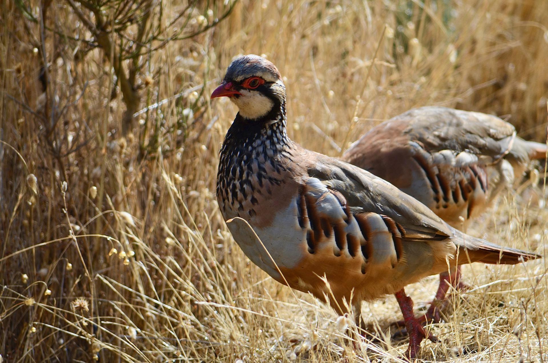 Laws on trapping birds in the Argan forests of Morocco: A guide for hunters.