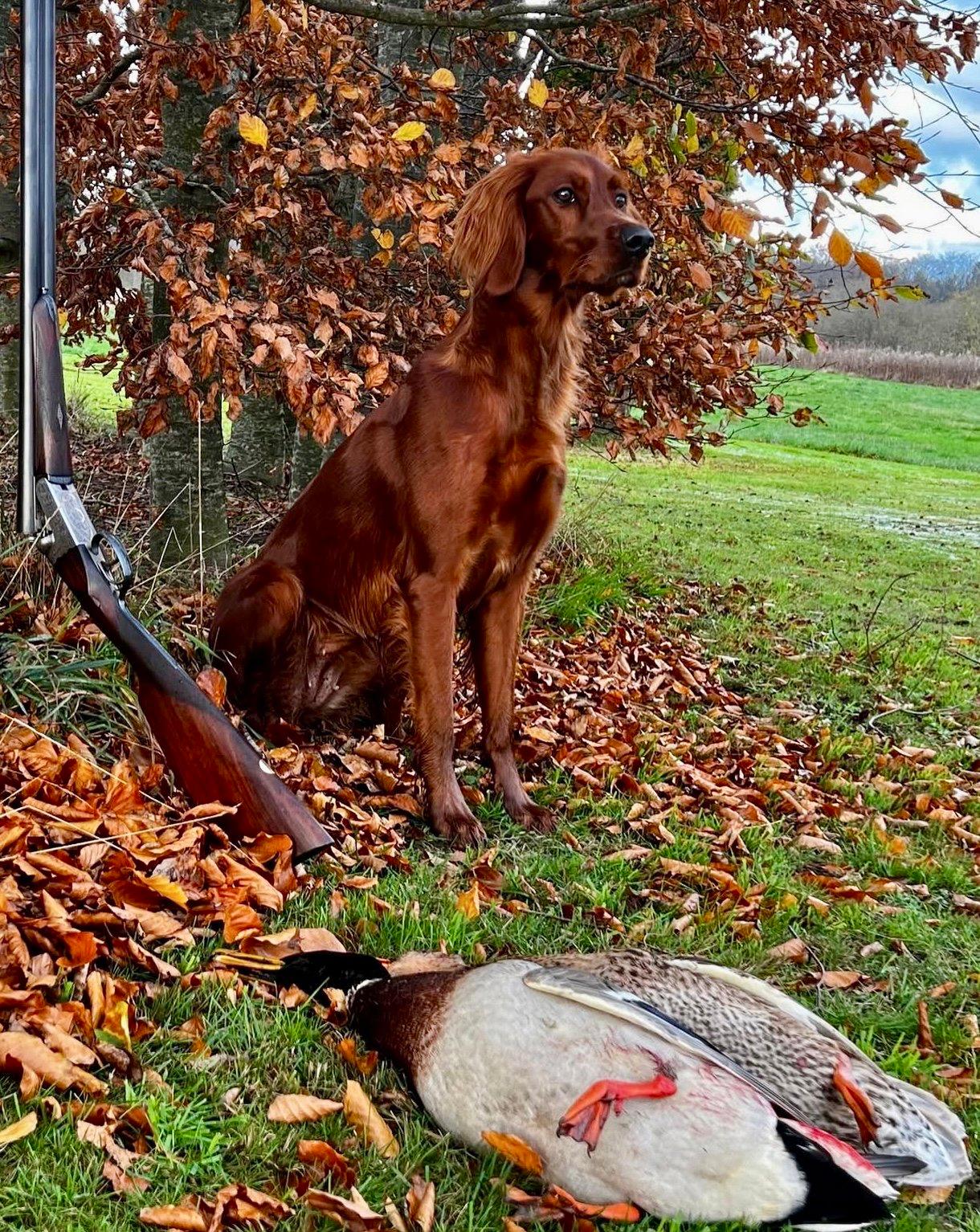 The Irish Setter: A Hunter's Guide to This Versatile Gun Dog