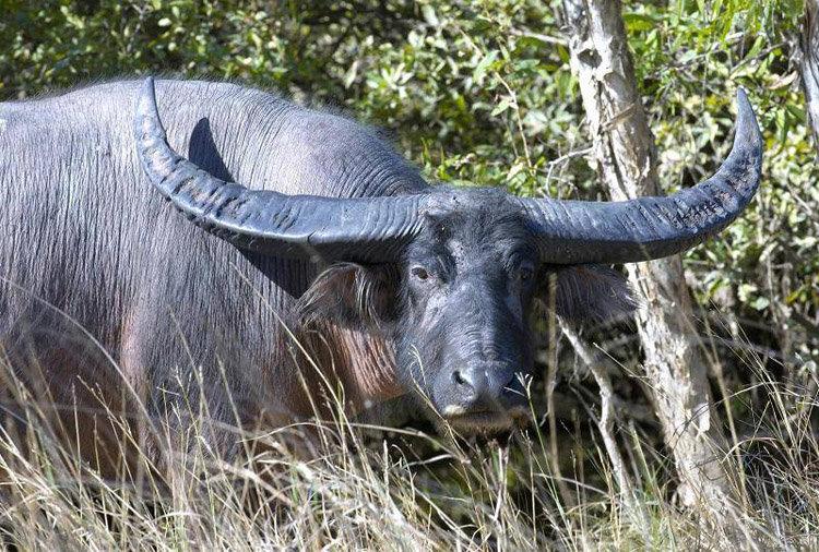 Asiatiese buffels (latyn Bubalus) is'n genus Van Asiatiese buffels uit die familie van holhoornige soogdiere van die suborde ruminants, wat in 1827 deur Charles Hamilton Smith beskryf is.