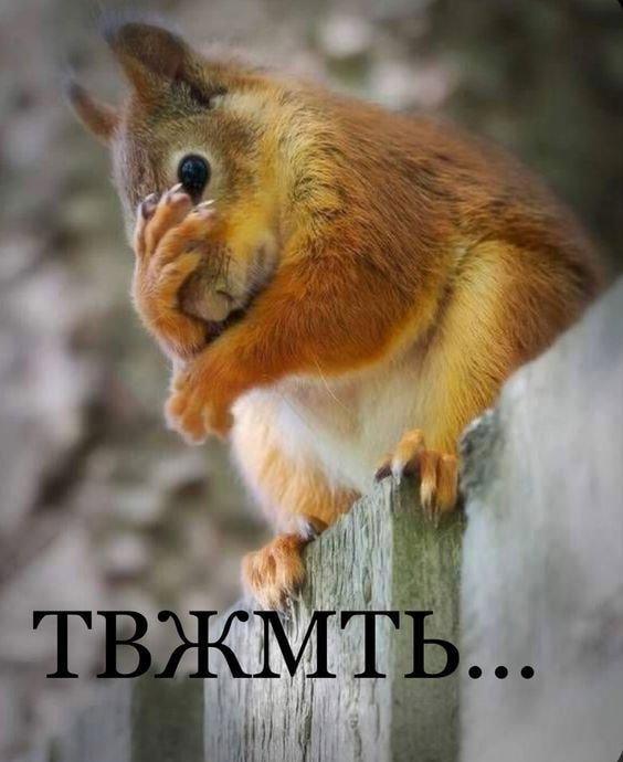 Борисовские мебельщики приютили бешеную белку