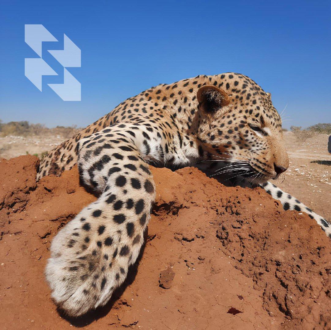 🐆 Boja raspoloženja - leopard!