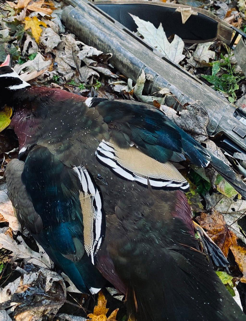 Wood ducks weren’t working the spread, so I switched to stalking.