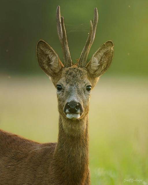 Moment privilégié avec ce magnifique brocard 🦌