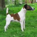HUNTING DOG BREEDS: WHICH DOG TO CHOOSE FOR HUNTING