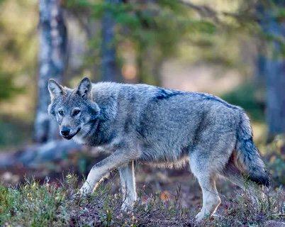 ВОЛК: описание, охота на волка, методы, сроки, трофей — как, где и когда охотиться на серого хищника.