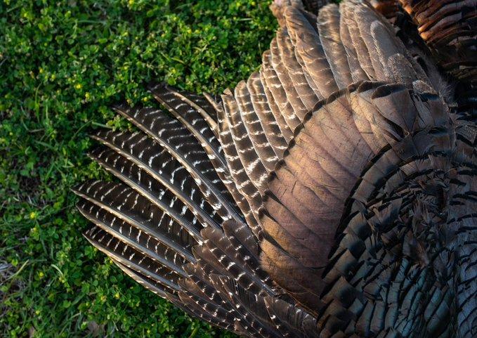We love hearing from you — you've just harvested an Osceola — what part of the turkey are you most looking forward to checking out up close?!