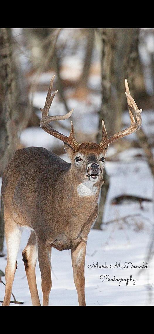 I’ve been wanting to make some photos of this big royal looking buck all fall.