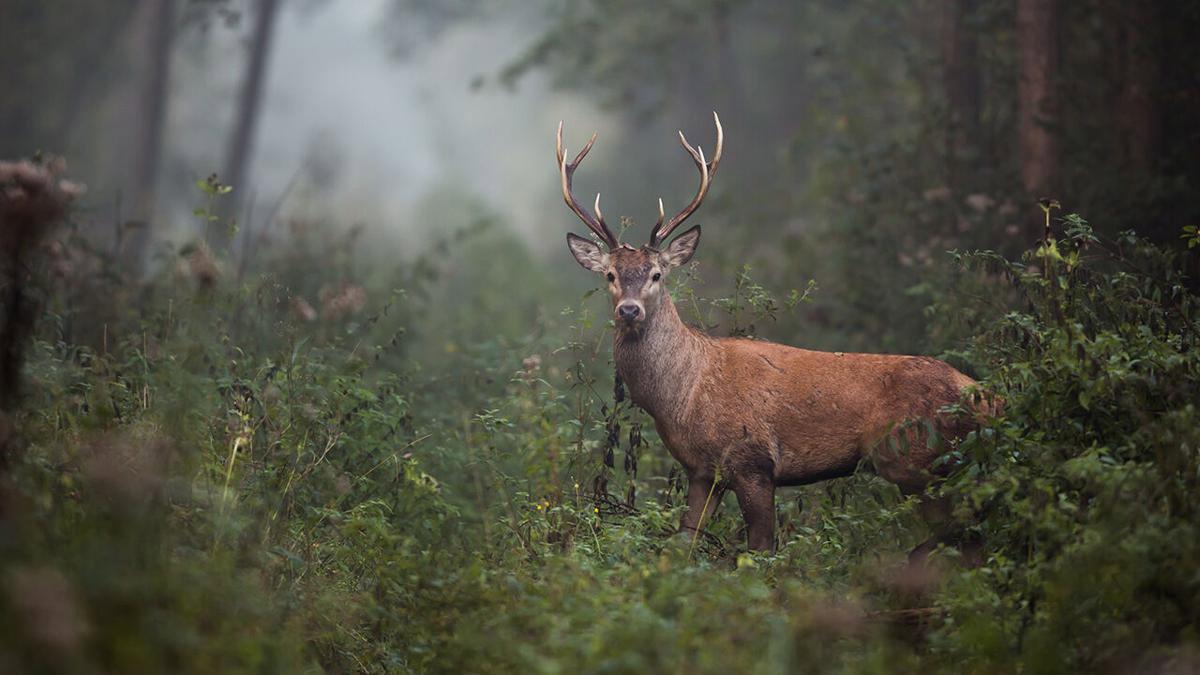Indiana Hunt for Hunger asking hunters to consider donating deer harvest