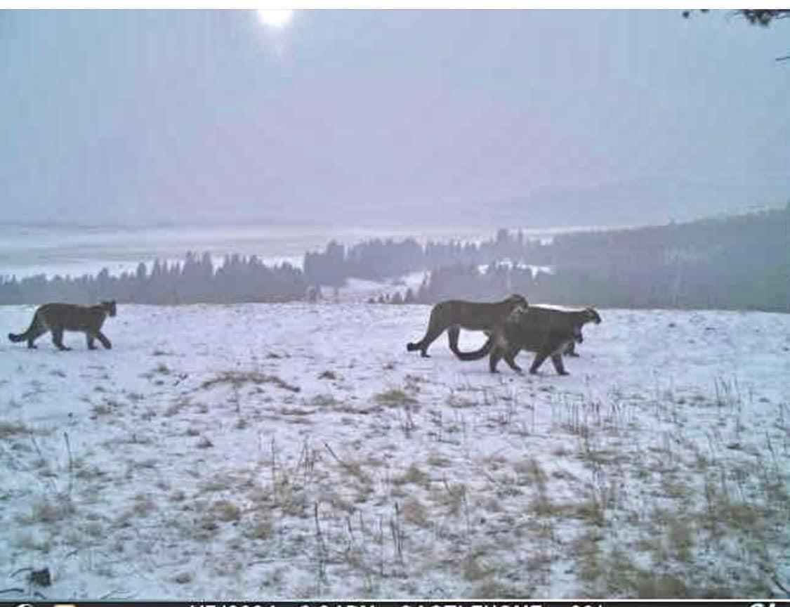We got a really unique pic on one of our trail cams a couple days ago….