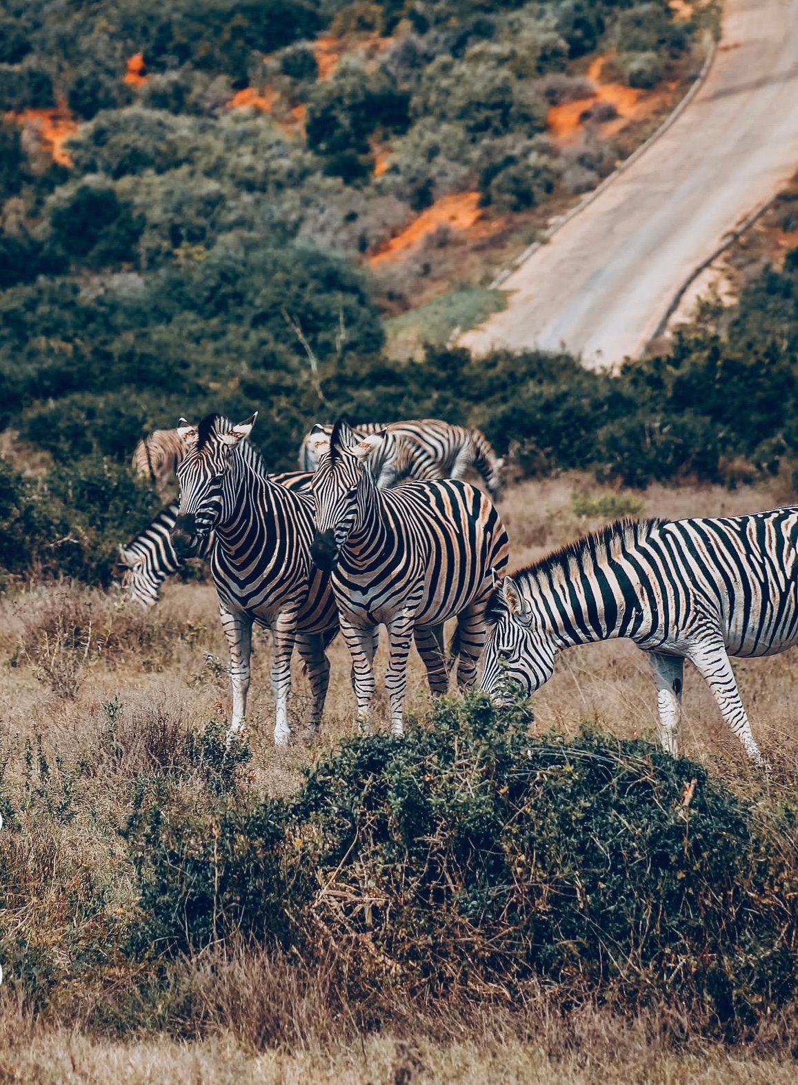 Zebra Hunting in Namibia: A Striped Trophy Worth Pursuing