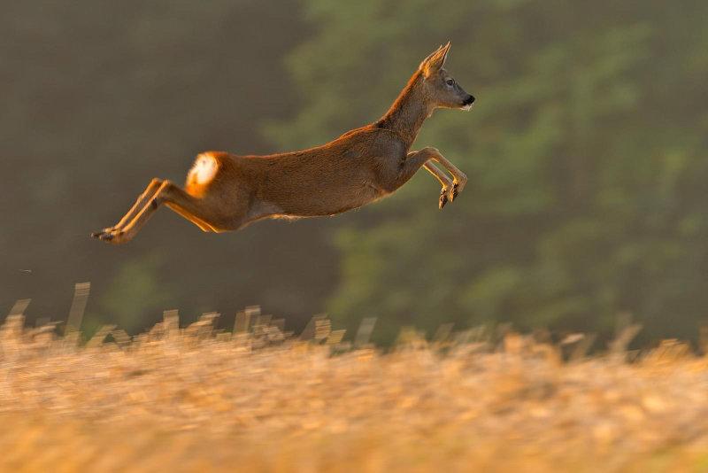 'Photographing the UK’s Secretive Roe Deer' - an interview with Phil Johnston!