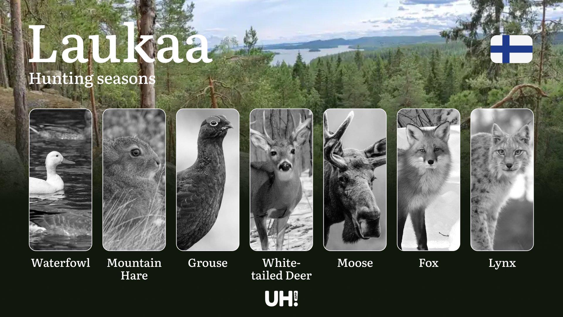 Hunting Seasons in LAUKAA: Key Regulations, Optimal Hunting Periods, Licensing Requirements and Consequences of Non-Compliance