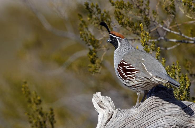 Quail Hunting in Utah