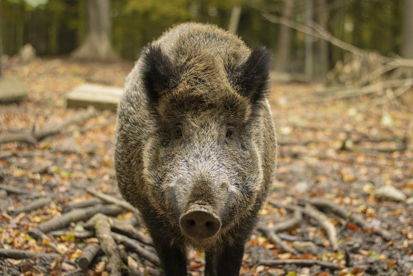 Saskatchewan experts urge action as invasive wild pigs run rampant in province