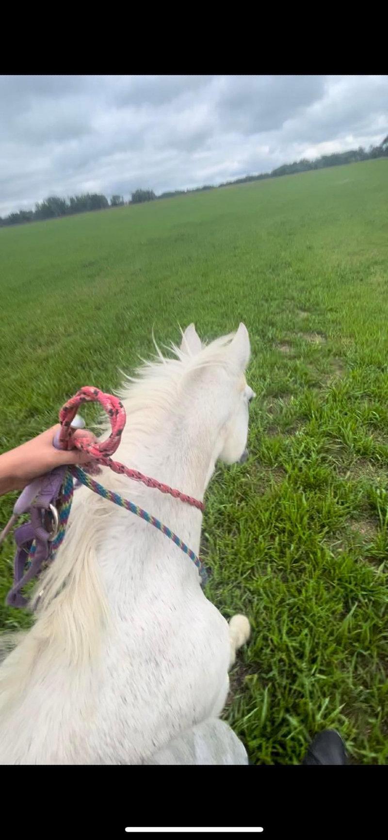 out of all of the tricks i’ve taught my horses, bridleless has got to be my favorite.