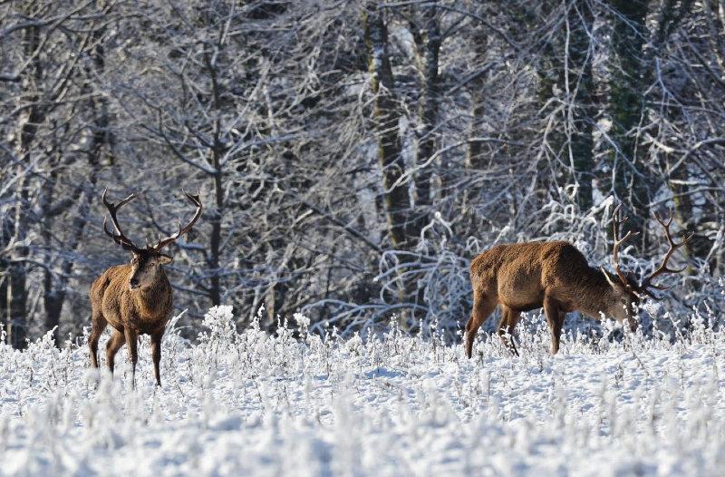 Native Irish Red deer in a snow covered Killarney National Park today.