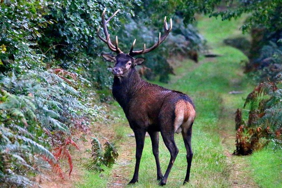 Sortie brame : forêt domanial de Roumare