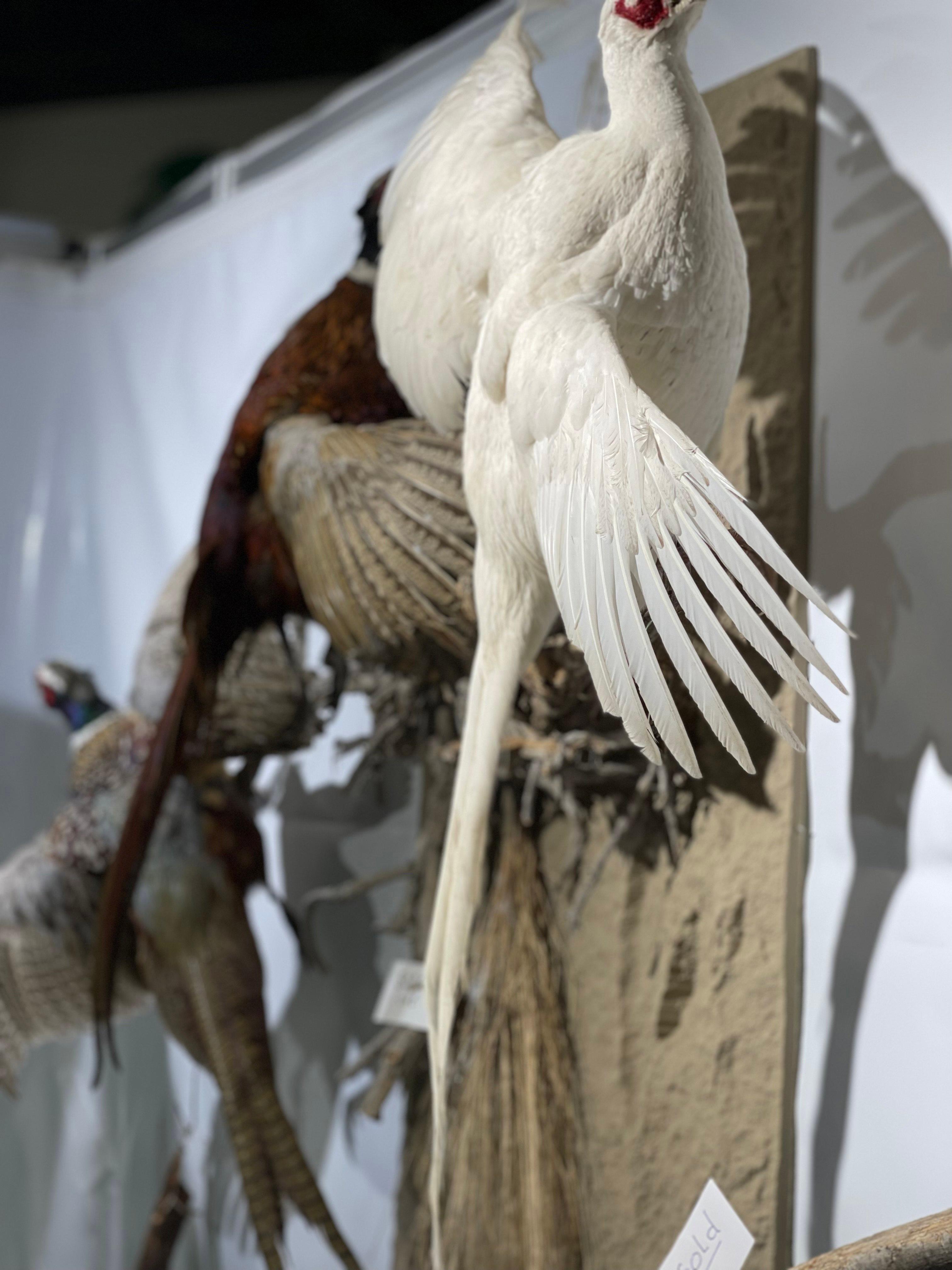 Taxidermy, the intricate art of preserving animal specimens, has long captivated the hearts of hunters and nature enthusiasts alike.