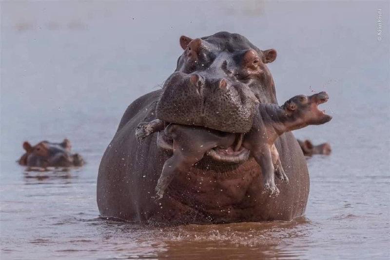 wildlife