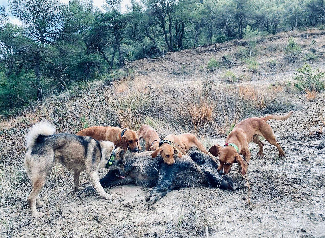 Successful Boar Hunt 🐗🔥