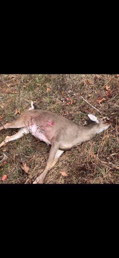 Add a picture of your deer to the thread.
