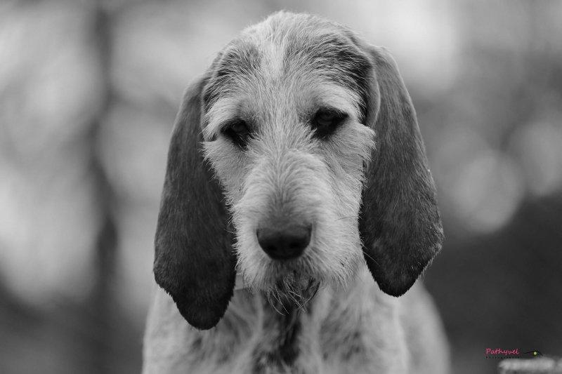 Expression canine en portrait.
