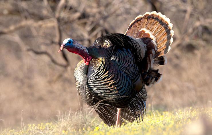Turkey Hunting the Evening Shift