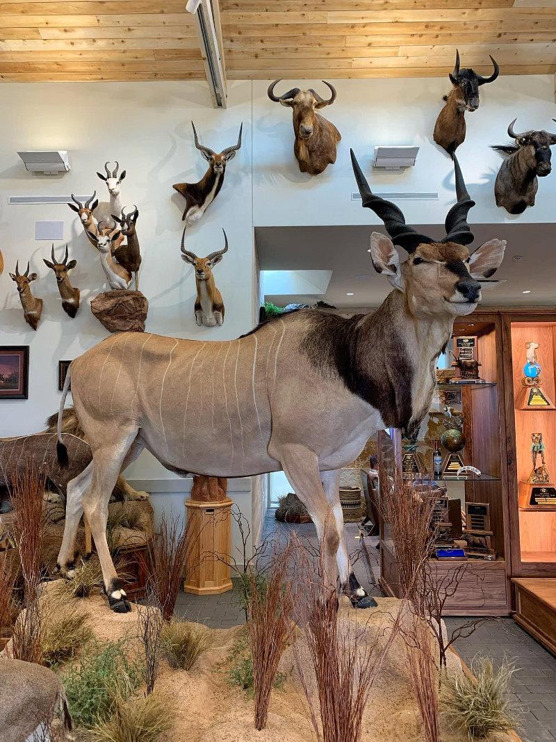 The largest antelope on the planet the Lord Derby Eland!