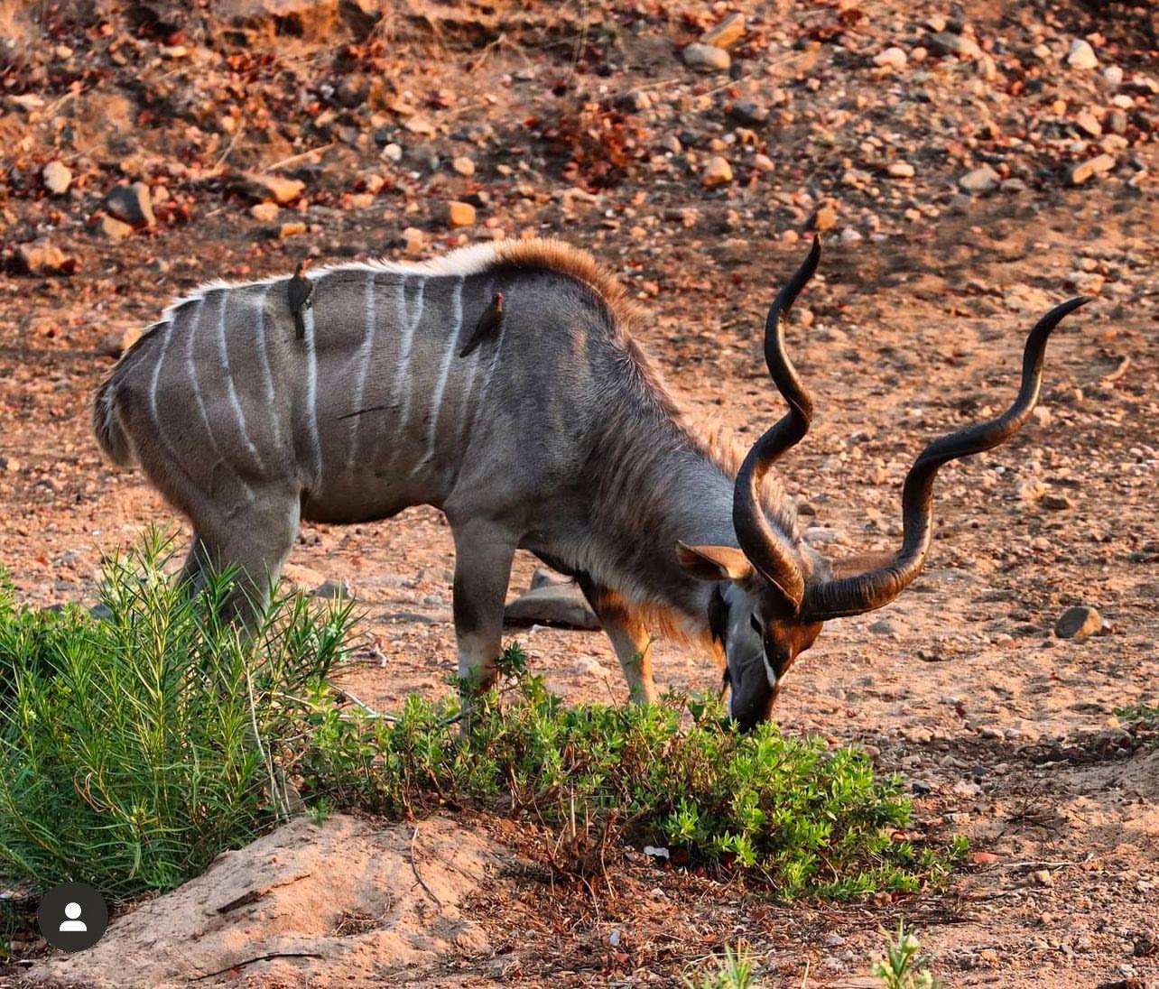 African Safari: A Guide to Hunt Animals.