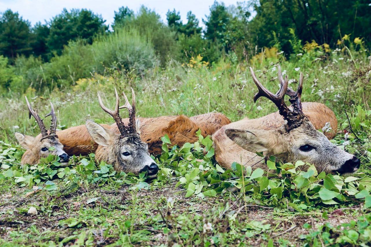 Roe Deer Hunting in Belarus: Season Dates, Methods, Prices, Trophy Evaluation
