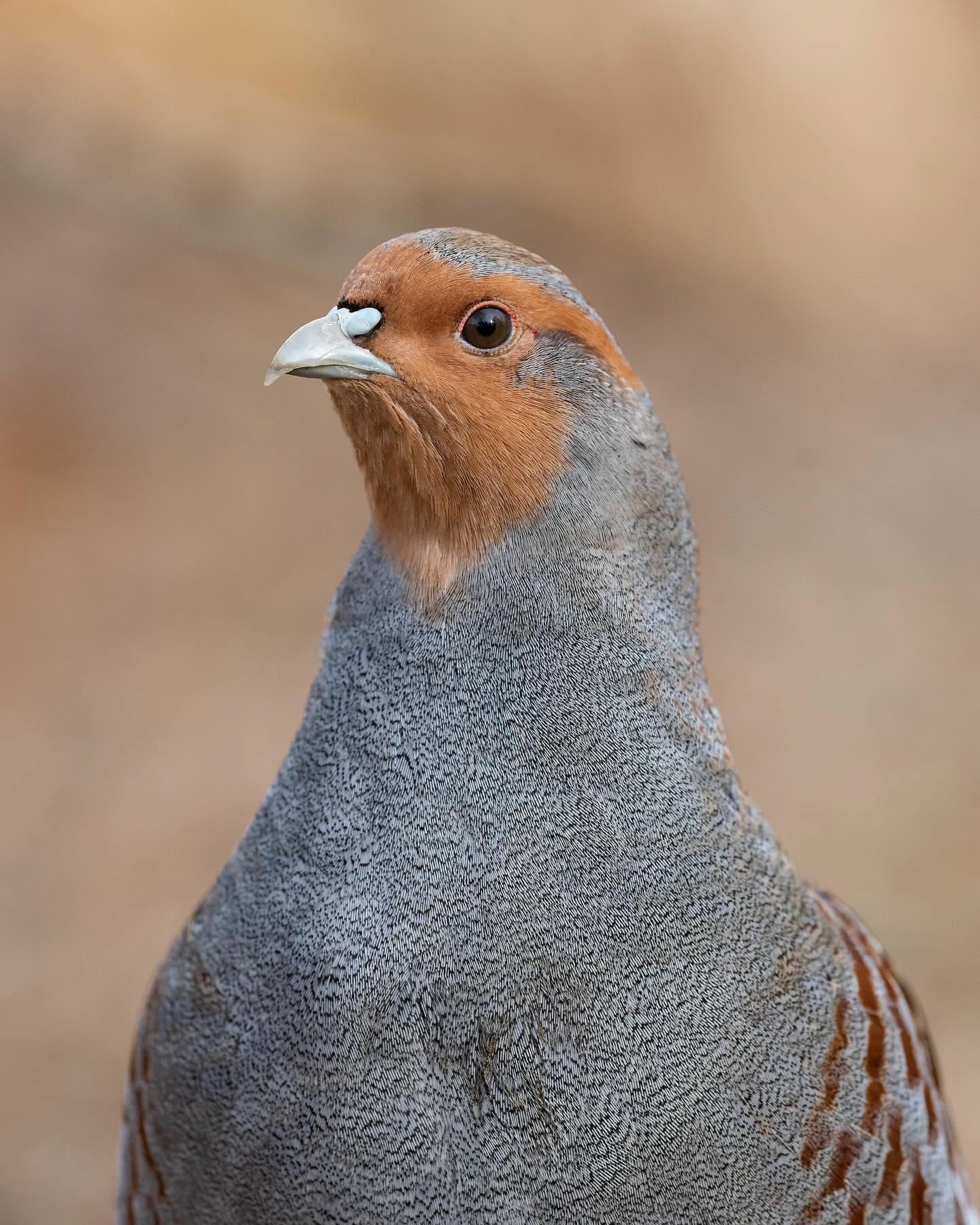 Hungarian Partridge or grey partridge as they call them across the pond are so full of character.