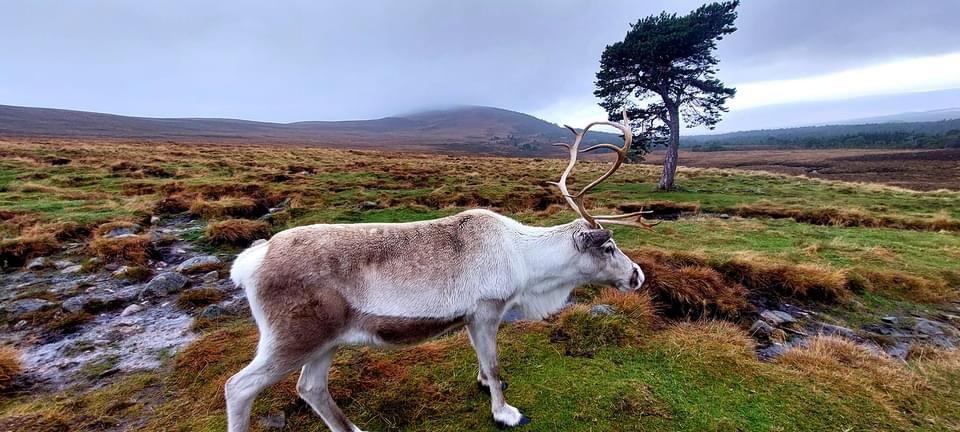 A beautiful day with the Reindeers💚🌲🦌 — at Cairngorm Mountains