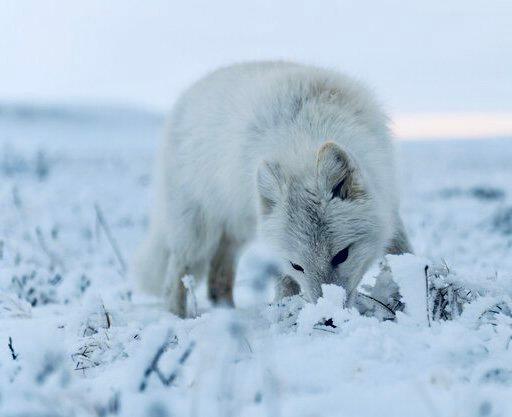 ПЕСЕЦ: описание и фото, охота на полярную лисицу в России — где обитает, повадки, методы, трофеи и правила