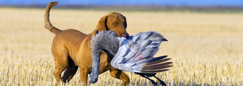 Arizona offers some of the best, and most unique, hunting opportunities in the nation.