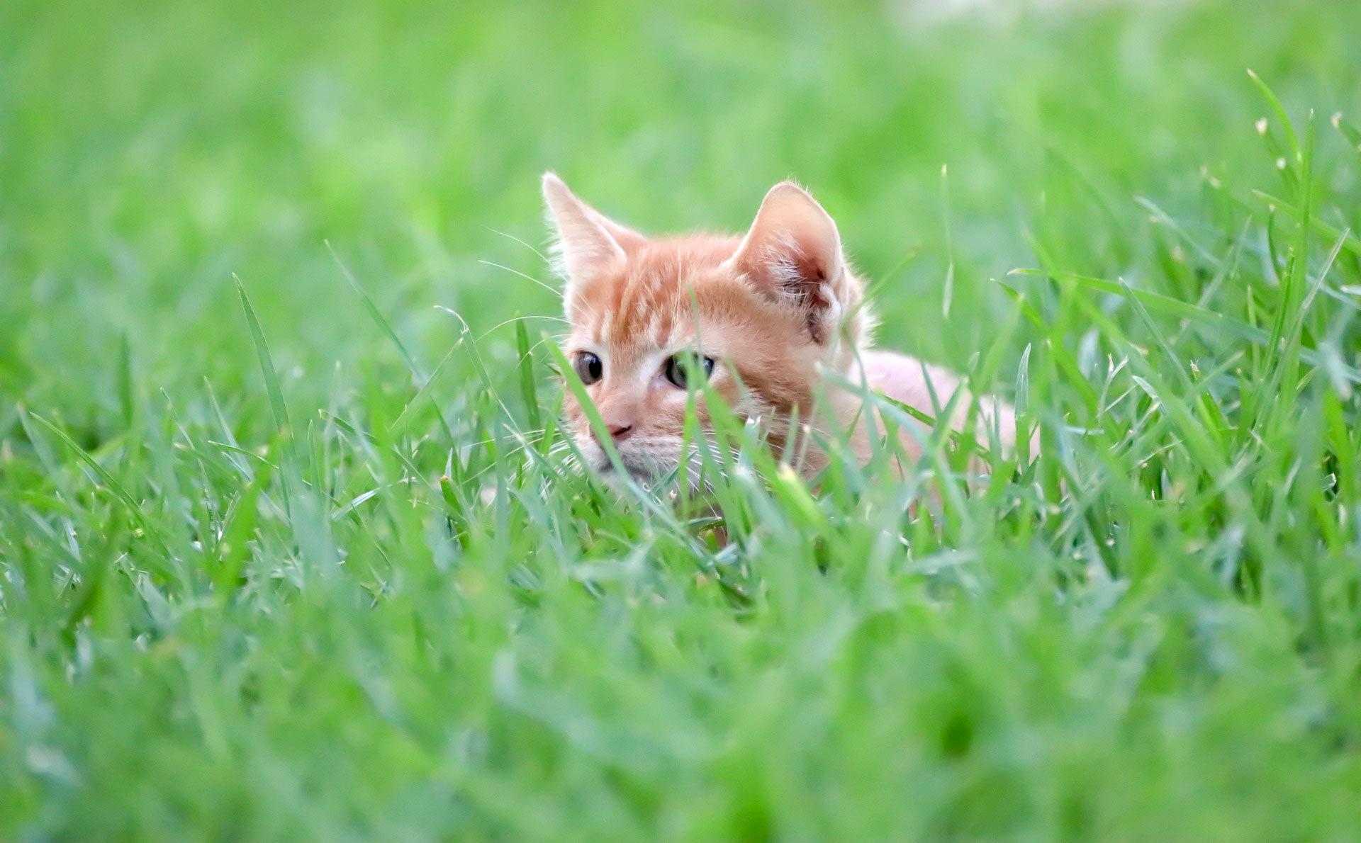 How do cats learn to hunt?