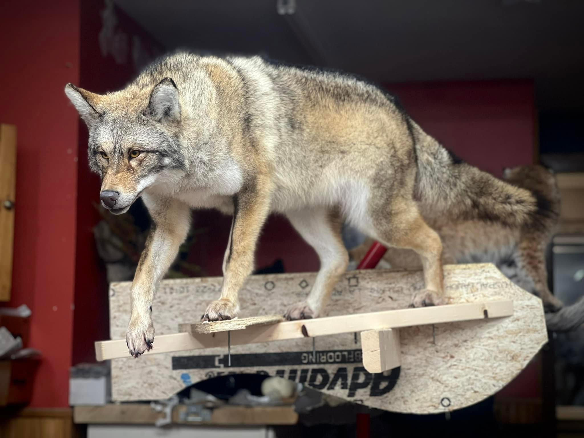 Client shot an over a 50 lb coyote so i wanted to try and sculpt a head for it.