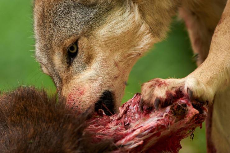 Pack of Canadian Wolves Released in National Park to Control Moose Populations