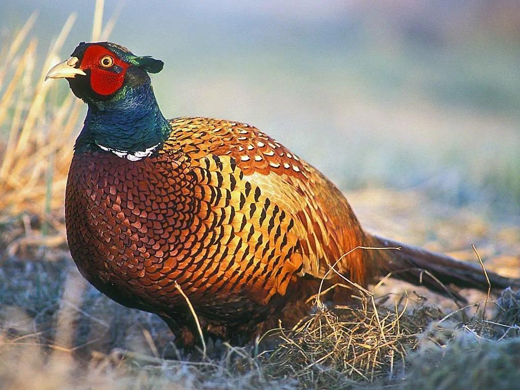 Pheasant Stocking In PA
