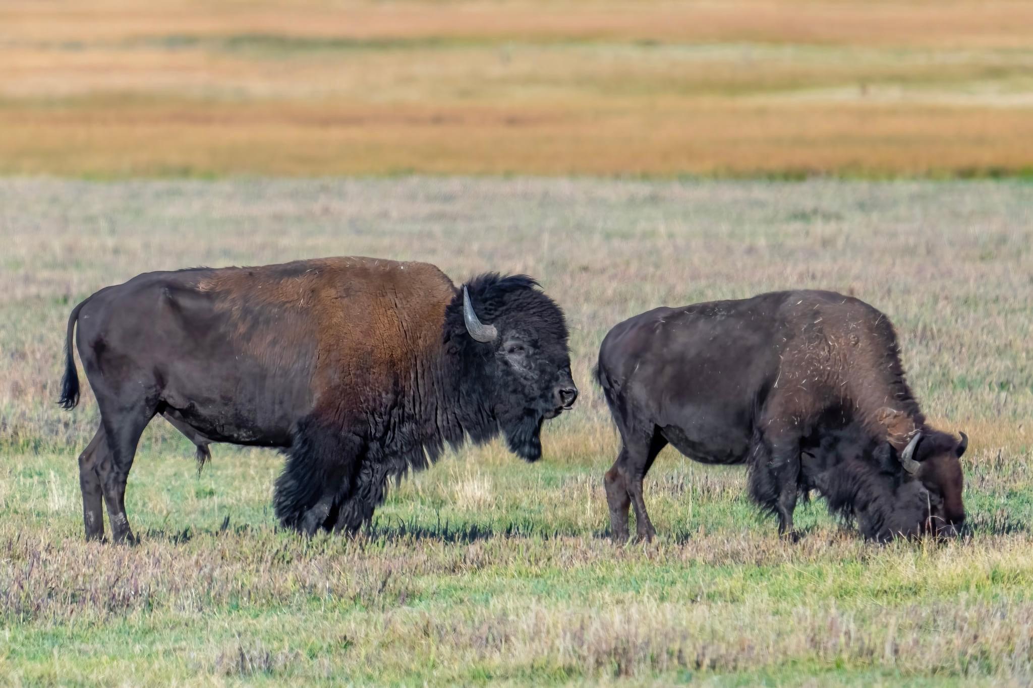 Hundreds of species of #mammals, #birds, #fish, #reptiles, and #amphibians have been documented, including several that are either endangered or threatened.