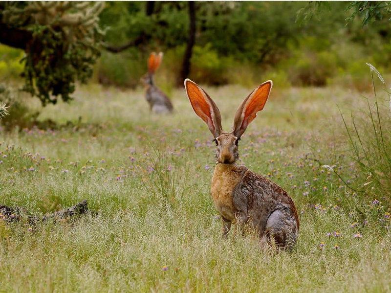 Jackrabbit in Amado, Arizona
