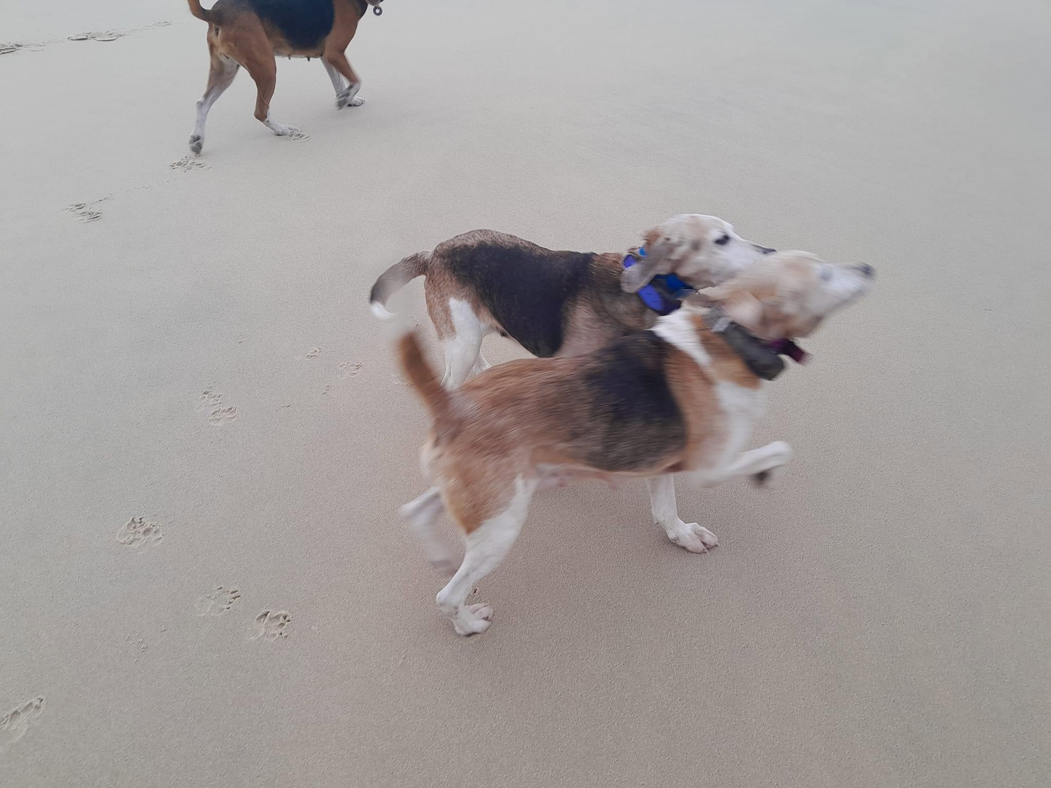 Bonjour ces 2 petites pepettes croisé beagle anglo cherchent une derniere famille pour encore quelques belles chasse et des caressent et calins leurs maitre es décédé elles sont encore en forme et capable de chassé elles lance et méne sans probléme surtout au chevreuil mais peuvent convenir pour chasser le tout venant.sociable elles s entendent avec tous le monde.