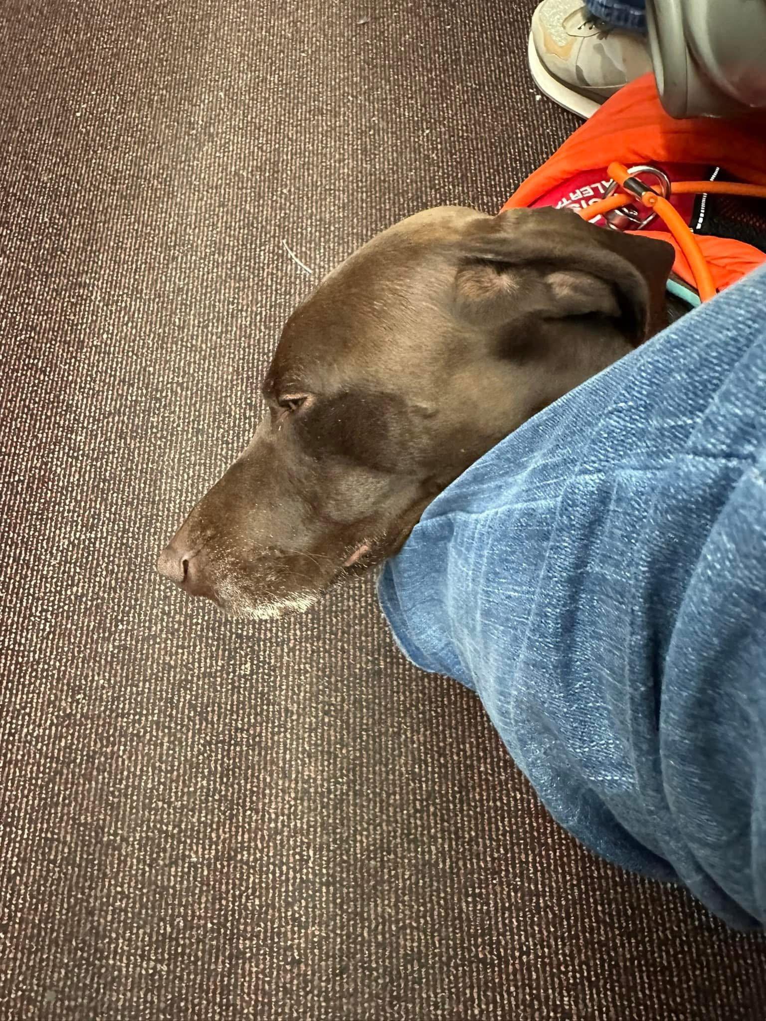 After a looong day of touring London, my service dog Jack was absolutely wrecked.