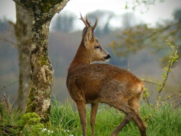 Bonjour à tout les passionnés de Nature !!un petit partage de mes dernières rencontres au coeur de notre beau pays Breton...