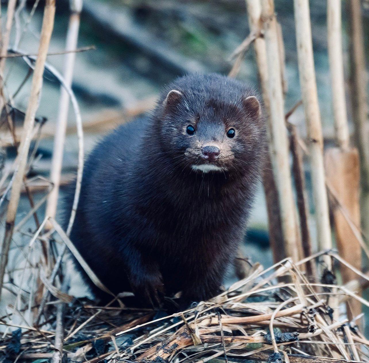 НОРКА АМЕРИКАНСКАЯ: описание, охота на норку, повадки, трофейная ценность — всё для охотника