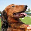 HUNTING DOG BREEDS: WHICH DOG TO CHOOSE FOR HUNTING