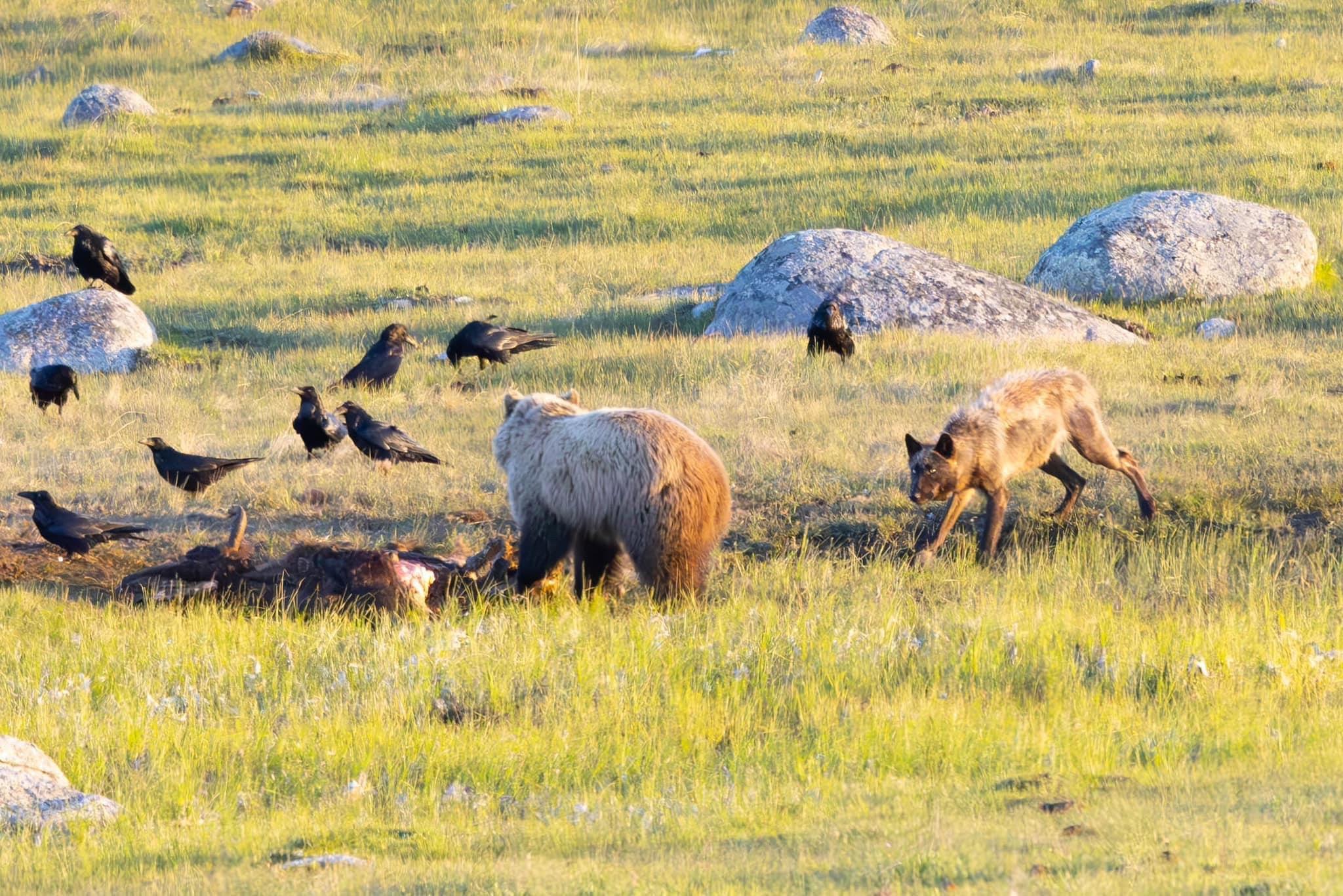 Wolf charges Bear, then Bear charges the Wolf.