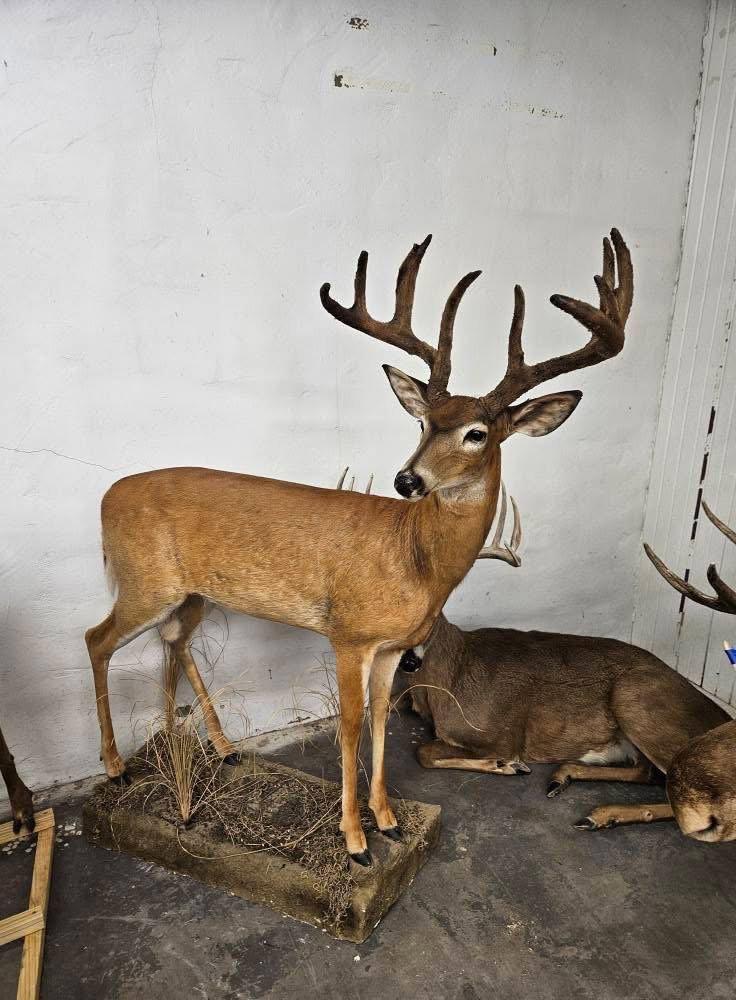 Full moose charging (repro antlers) 3️⃣5️⃣0️⃣0️⃣